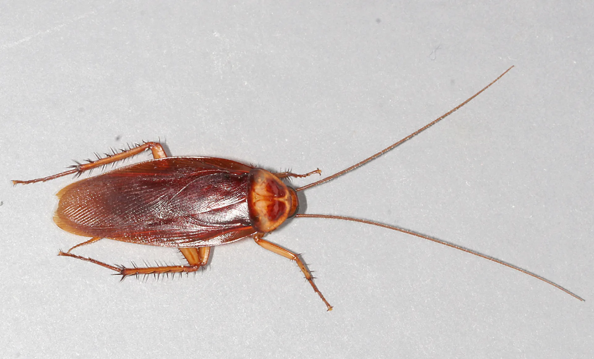 Cockroach control treatment
